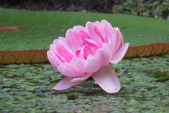 Victoria amazonica