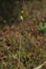 Papaver chakassicum
