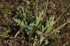Papaver chakassicum