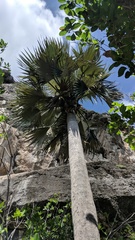 Coccothrinax proctorii