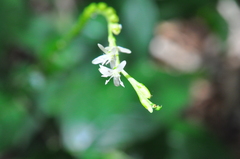 Petiveria alliacea