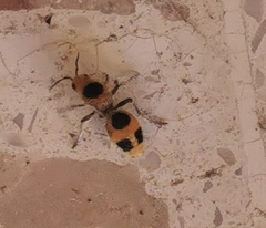 Dasymutilla cressoni