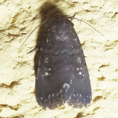 Caradrina germainii