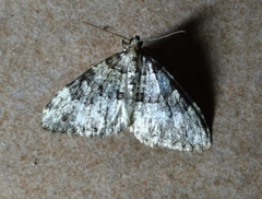 Nebula ibericata
