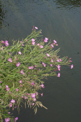 Epilobium hirsutum