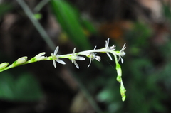 Petiveria alliacea