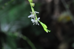 Petiveria alliacea