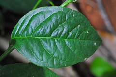 Petiveria alliacea