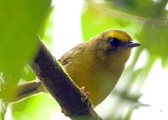 Citrine Warbler photo 2