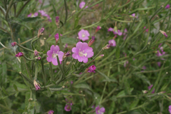 Epilobium hirsutum