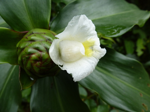 Costus dubius