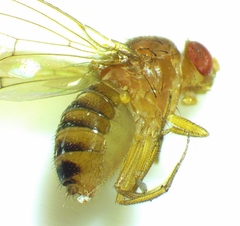 Drosophila immigrans