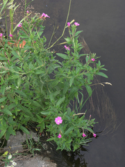 Epilobium hirsutum