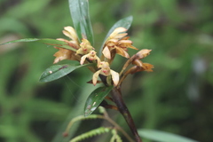 Maxillaria embreei