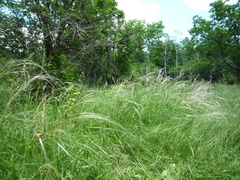 Stipa pennata