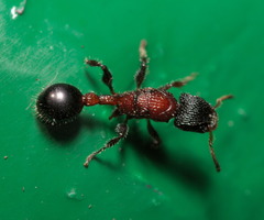 Dilobocondyla fouqueti