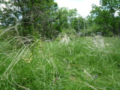Stipa pennata