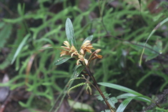 Maxillaria embreei