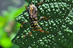 Cotyclytus curvatus
