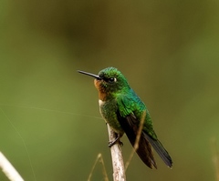 Heliangelus amethysticollis