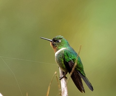 Heliangelus amethysticollis