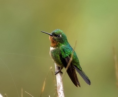 Heliangelus amethysticollis
