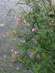 Epilobium hirsutum