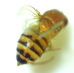 Drosophila immigrans