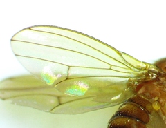 Drosophila immigrans