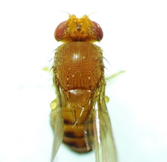 Drosophila immigrans