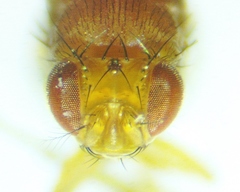 Drosophila immigrans