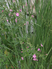 Epilobium hirsutum