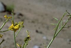 Corydalis flabellata