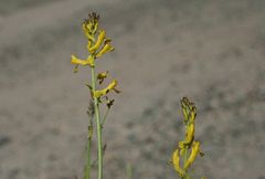 Corydalis flabellata