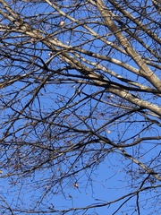 Sitta carolinensis