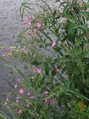 Epilobium hirsutum