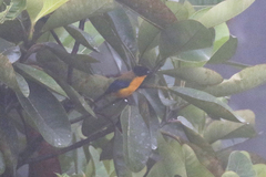 Anisognathus notabilis