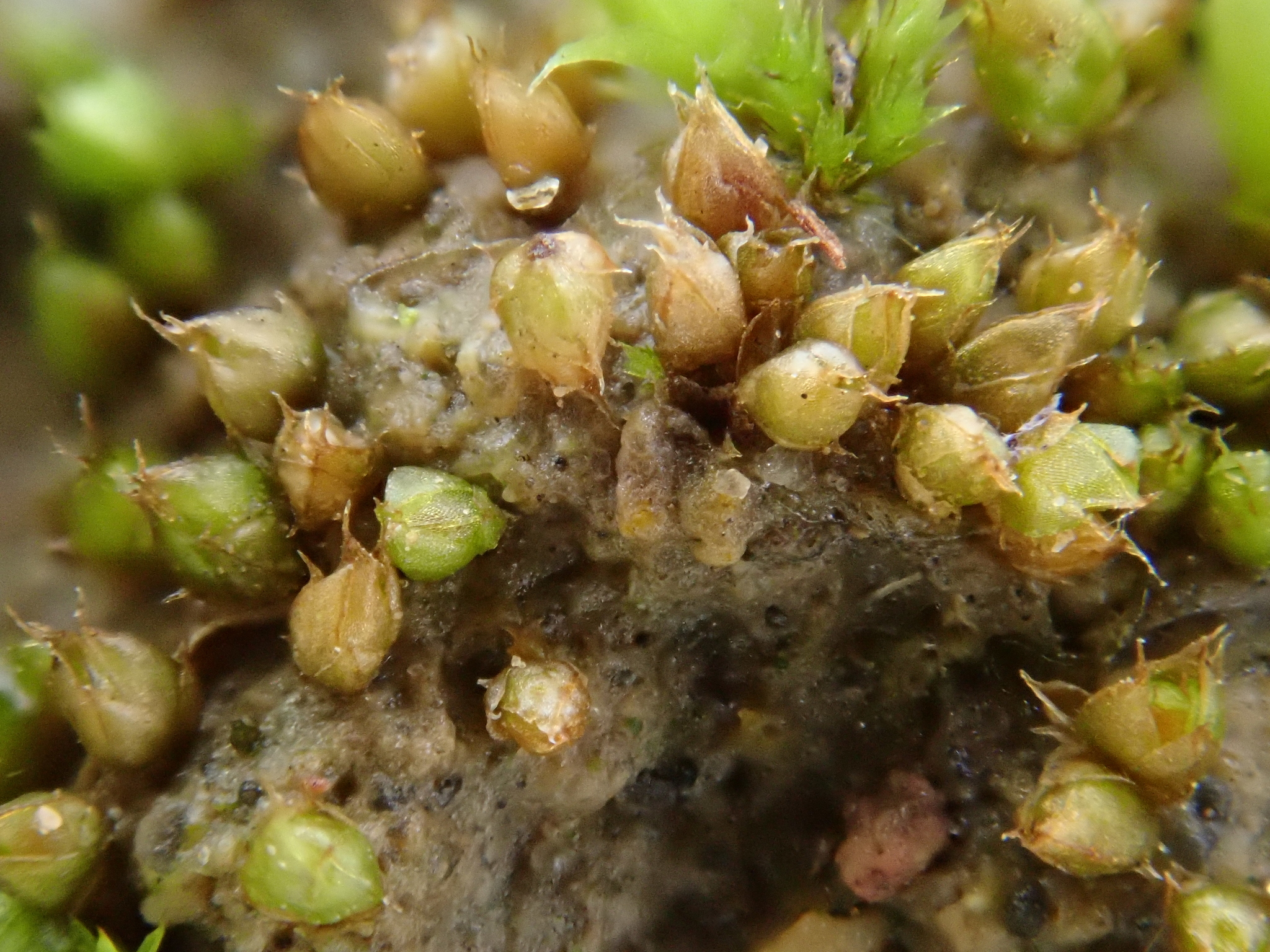 Acaulon triquetrum