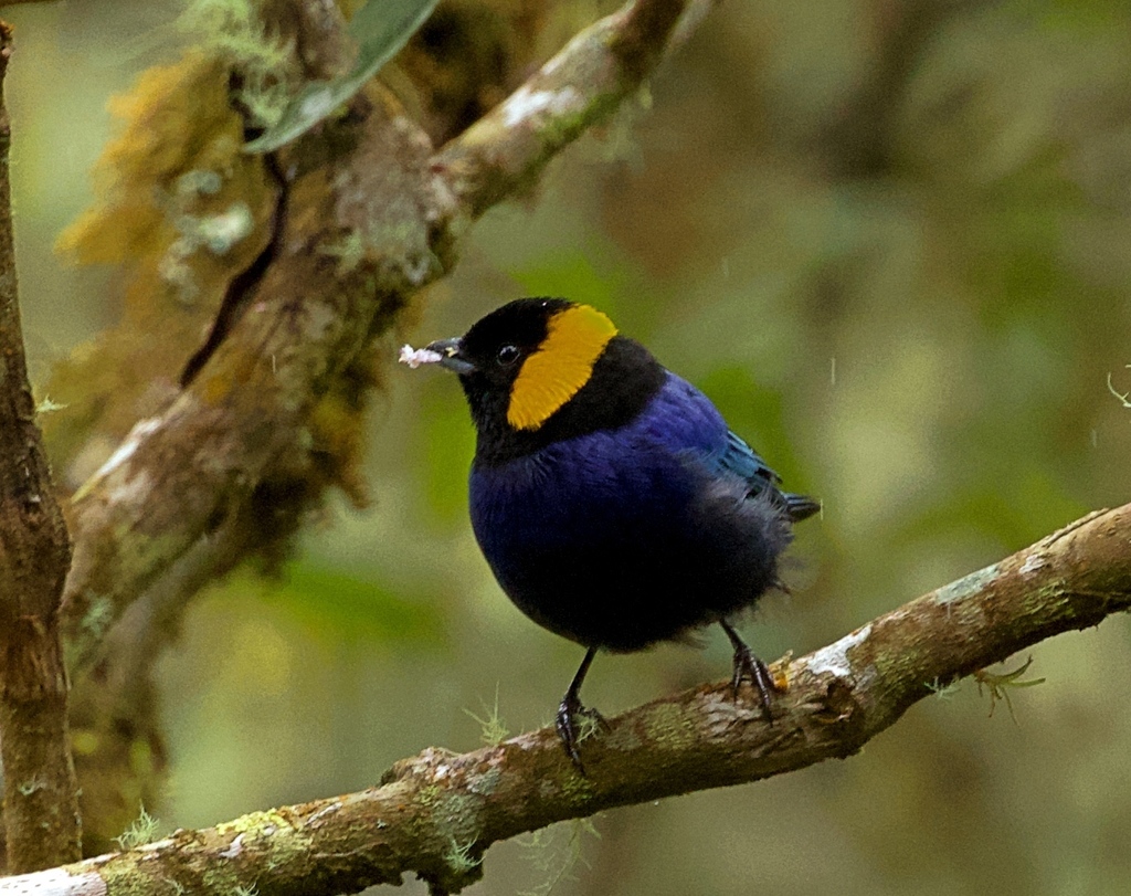 Yellow-Scarfed Tanager