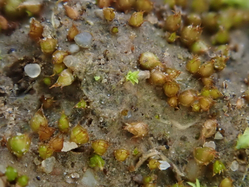 Image of Acaulon triquetrum by (c) Christian Berg, some rights reserved (CC BY)