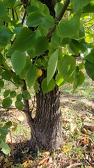 Pyrus calleryana