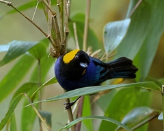 Iridosornis reinhardti