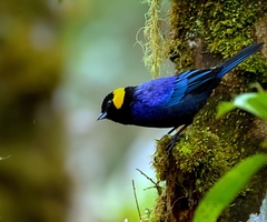 Iridosornis reinhardti