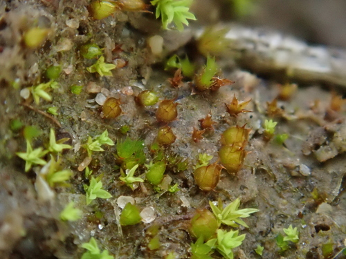 Image of Acaulon triquetrum by (c) Christian Berg, some rights reserved (CC BY)