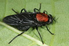 Clitellaria ephippium