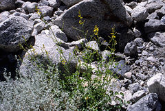 Corydalis flabellata