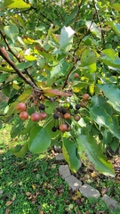 Pyrus calleryana