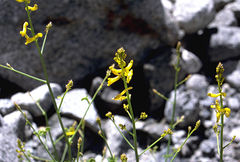 Corydalis flabellata