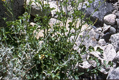 Corydalis flabellata