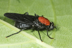 Clitellaria ephippium